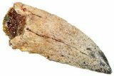 Bargain, Raptor Tooth - Real Dinosaur Tooth #261091-1